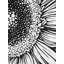 Gerbera, impression botanique à motif floral encadré noir mat