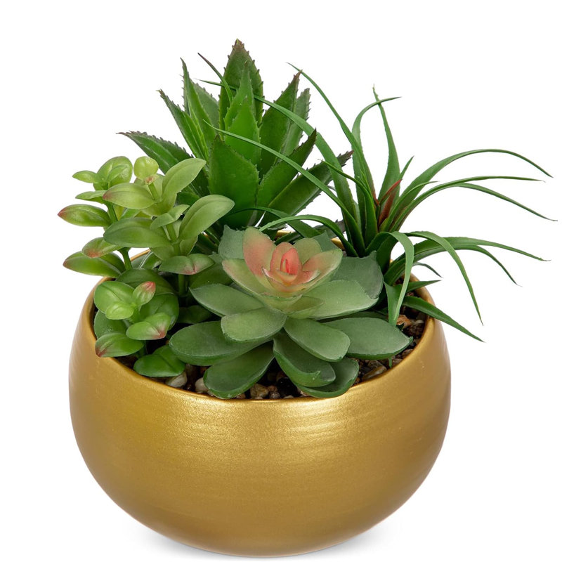 17.78cm Plant