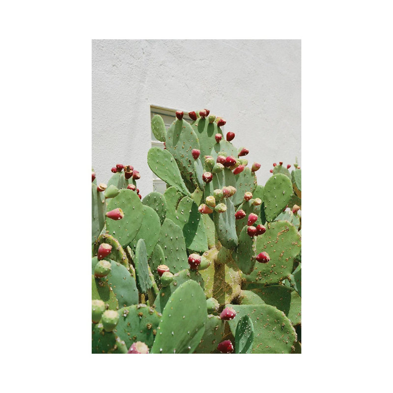 Desert Cactus II by Bethany Young - Gallery-Wrapped Canvas Giclée on Canvas, No Frame, 20.32 cm H x 30.48 cm W