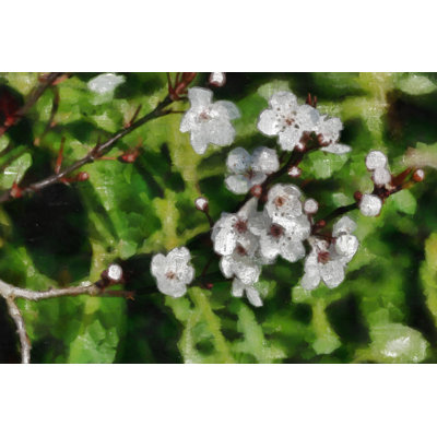 Painted White Flowers - Wrapped Canvas Painting
