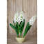 Hyacinth Stem-111171206
