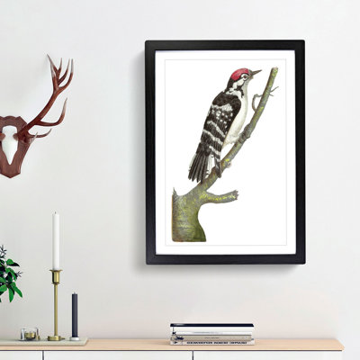 Lesser-Spotted Woodpecker by George Shaw - Framed Print