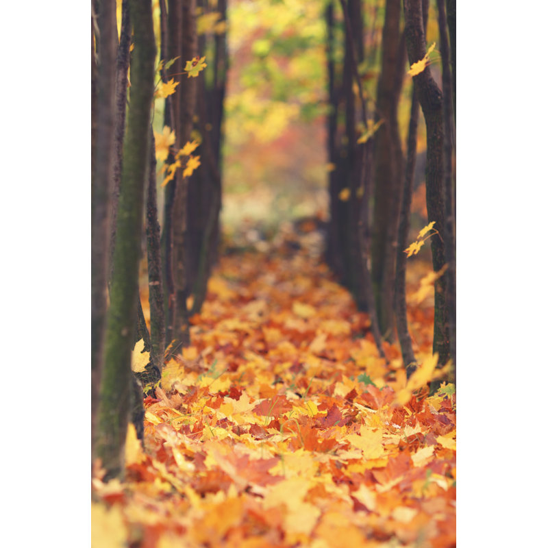 Falling Autumn Leaves by Bgfoto - Wrapped Canvas Print, 91cm H x 61cm W x 3.8cm D