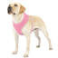 Harnais pour chien en maille, harnais anti-traction ajustable et rembourré avec anneau en D et boucle pour chiens-2013099465-2013099506