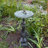 Azad Weather Resistant Landscape & Nature Pedestal