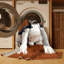  Tapis lavable Rat Terrier Dogs-1853428471