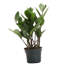 Live ZZ Plant-49662090