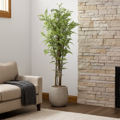 Mountain Fern Tree in Fiberstone Pot