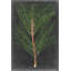 «Dramatic Pine I», peinture sur toile-1767041134-1857070446-1767041137