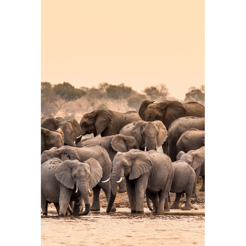 Herd Of African Elephants by Donvanstaden - Wrapped Canvas Print, 46Cm H x 30Cm W