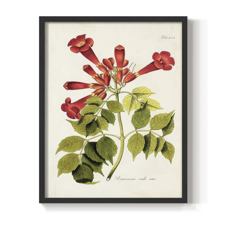 «Tropical Trumpet Flowers II», reproduction encadrée - bois massif, H 11 po x l 9 po, Noir, noir, noir, noir