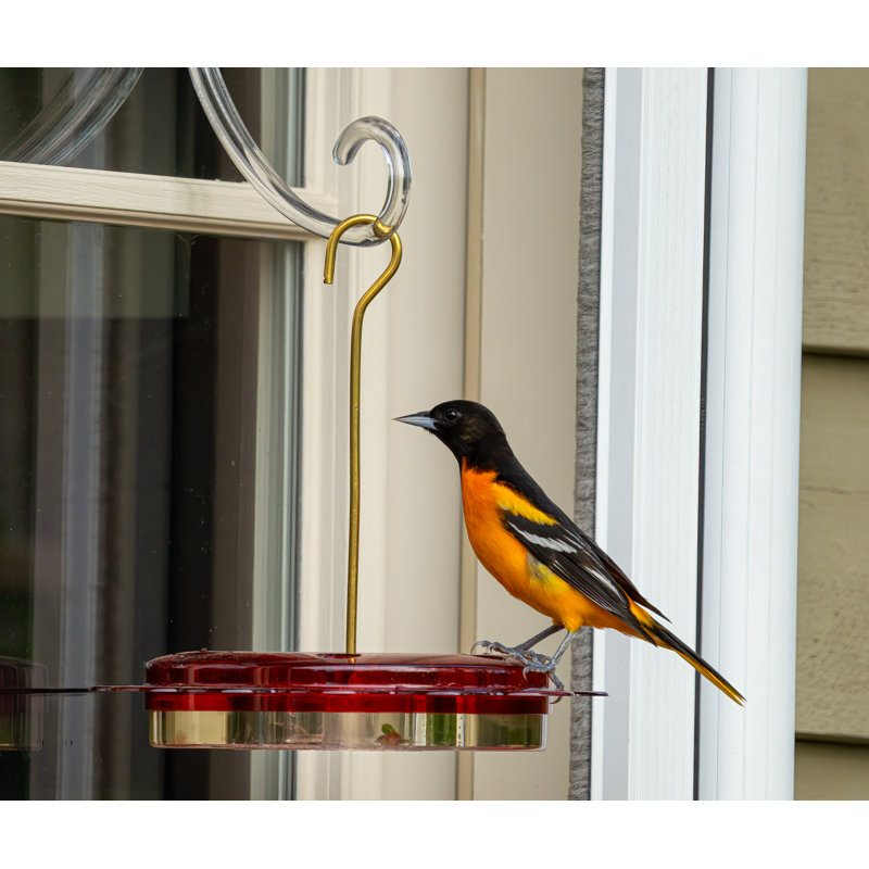 Birds Choice 12 oz. Mangeoire Hummerfest, rouge