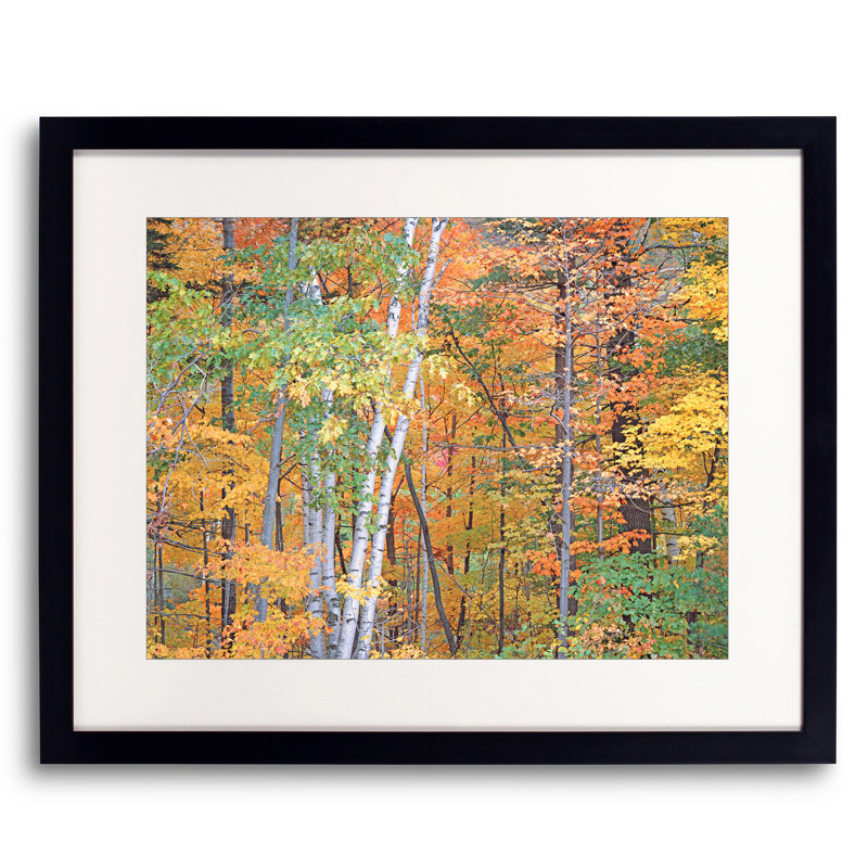 White Mts. Autumn Forest Print by Bruce Heinemann, Black Framed Paper, 20" H x 16" W