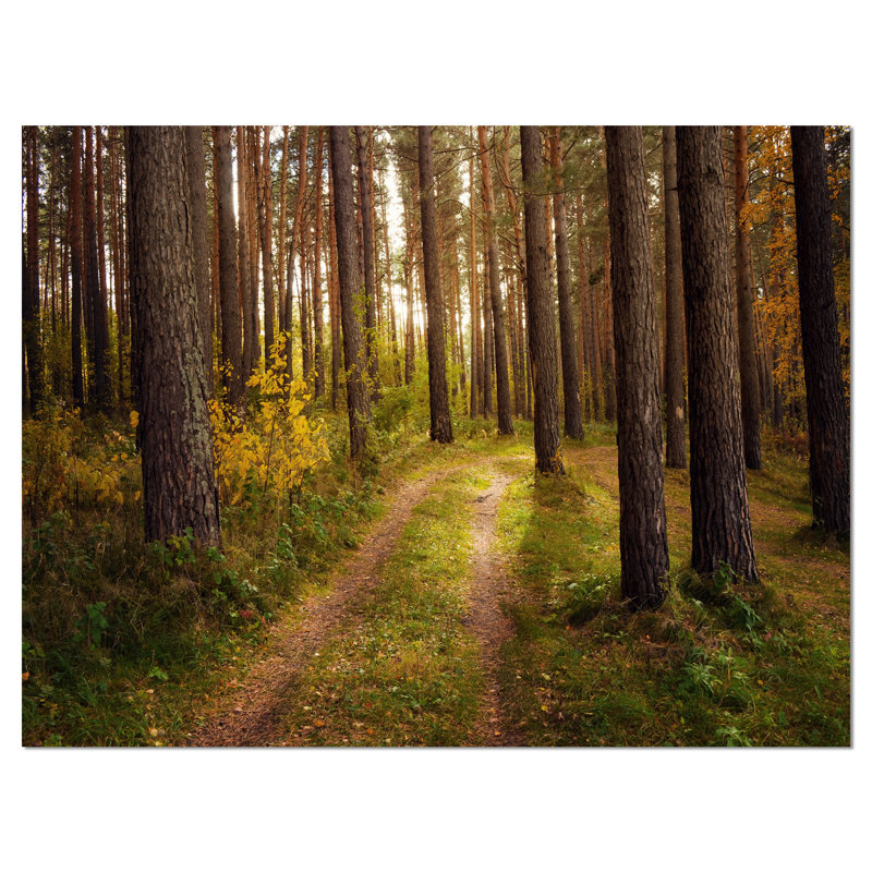 «Road traverse Thick Fall Forest», reproduction de photo sur toile tendue, H 8 po x l 12 po