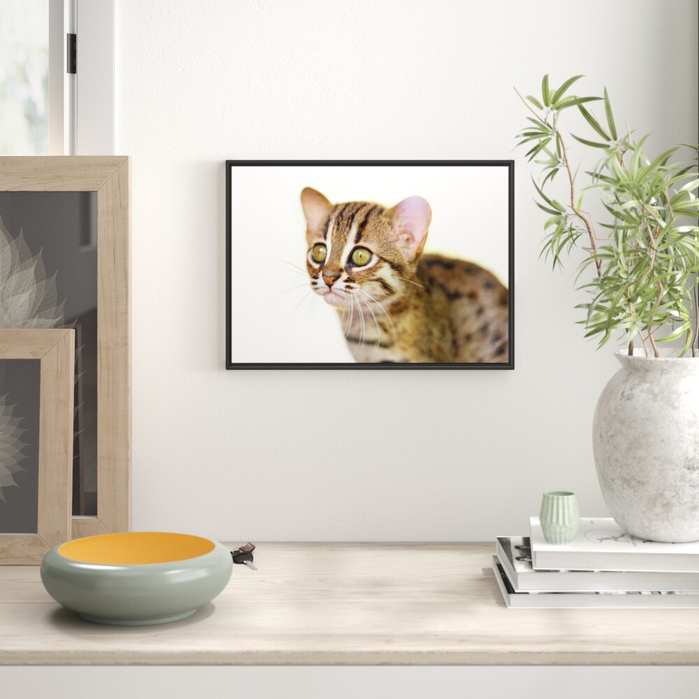 Gerahmtes Wandbild junge Marmorkatze