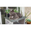 Maison d'extérieur pour chat Féral-1256383443