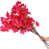 Rose est en rupture de stock
