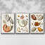Collection Shells I - Ensemble de 3 cadres flottants sur toile-97754089-97754096