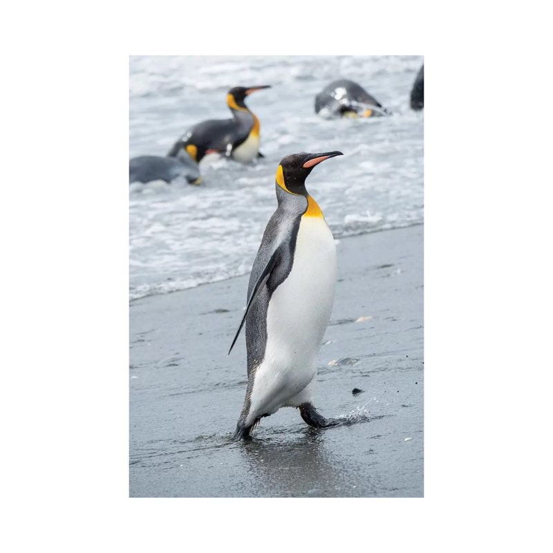 King Penguin Rookery On Salisbury Plain In The Bay Of Isles. South Georgia Island by Martin Zwick - Wrapped Canvas Print