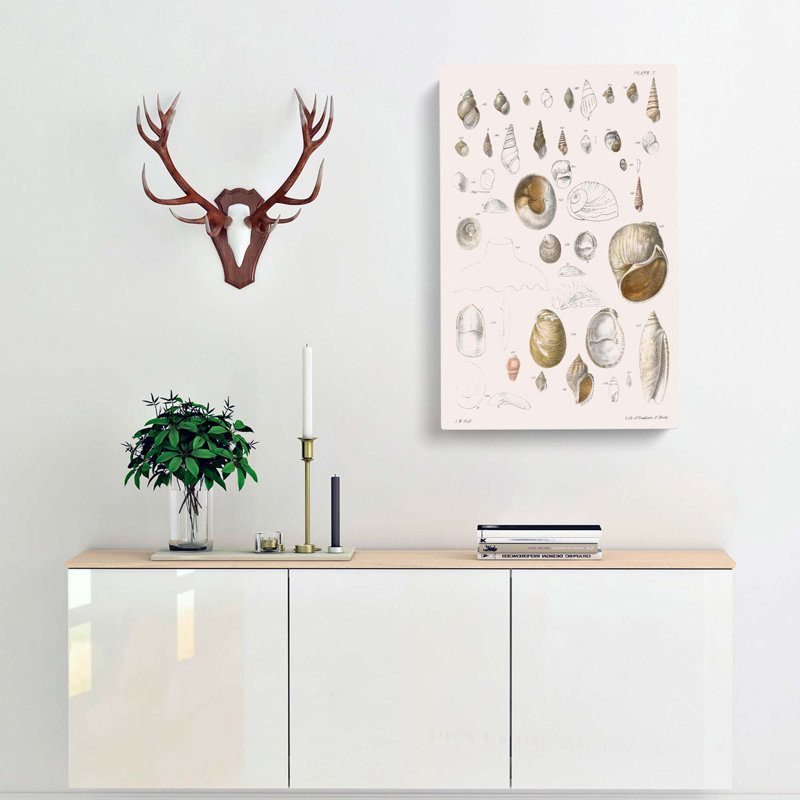 Types Of Seashells PL. 7 by J.E. De Kay - Wrapped Canvas Painting, 50cm H x 35cm W x 3cm D