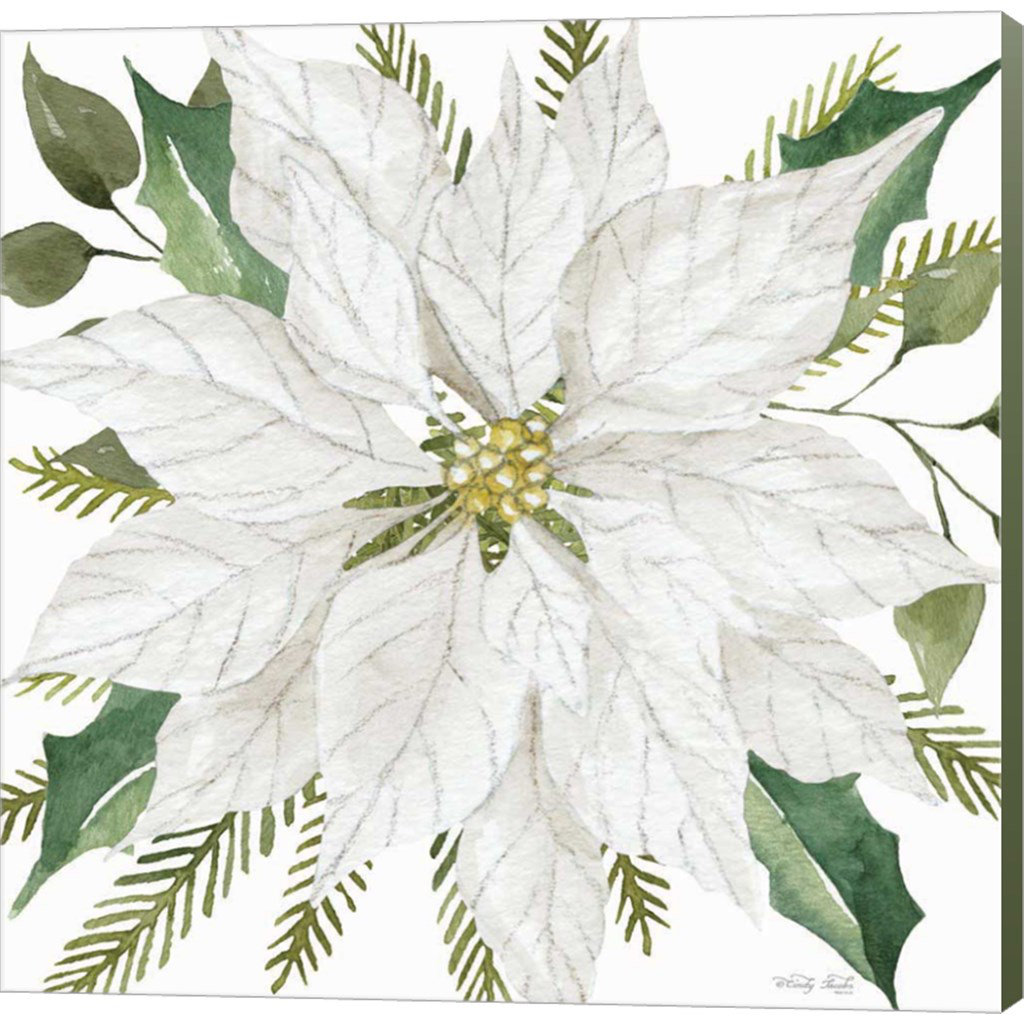 Winston Porter White Poinsettia by Cindy Jacobs - Wrapped Canvas ...