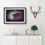 Butterfly upon a Flower - Framed Print-56917318-56917319