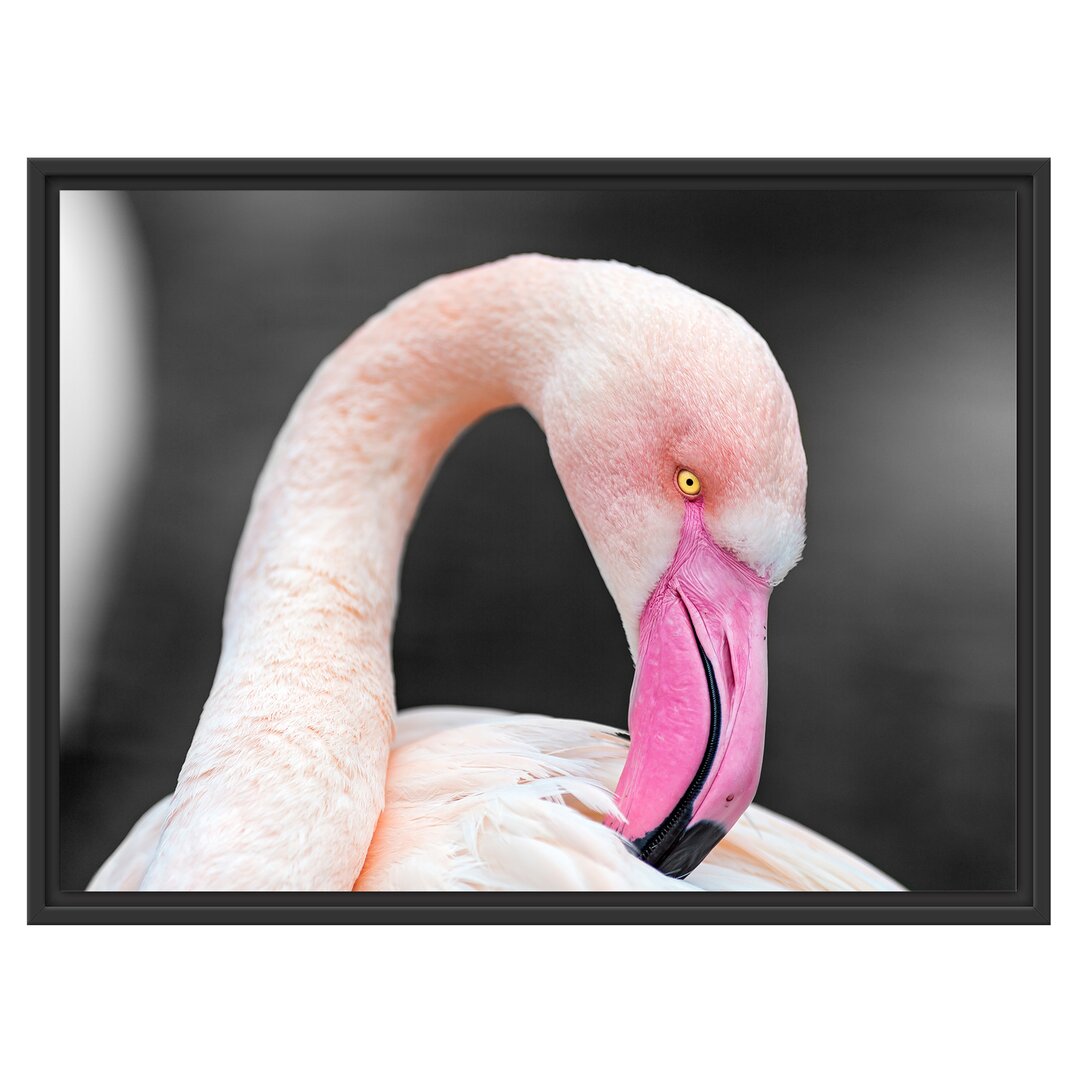 Gerahmtes Wandbild Flamingo putzt sein Gefieder