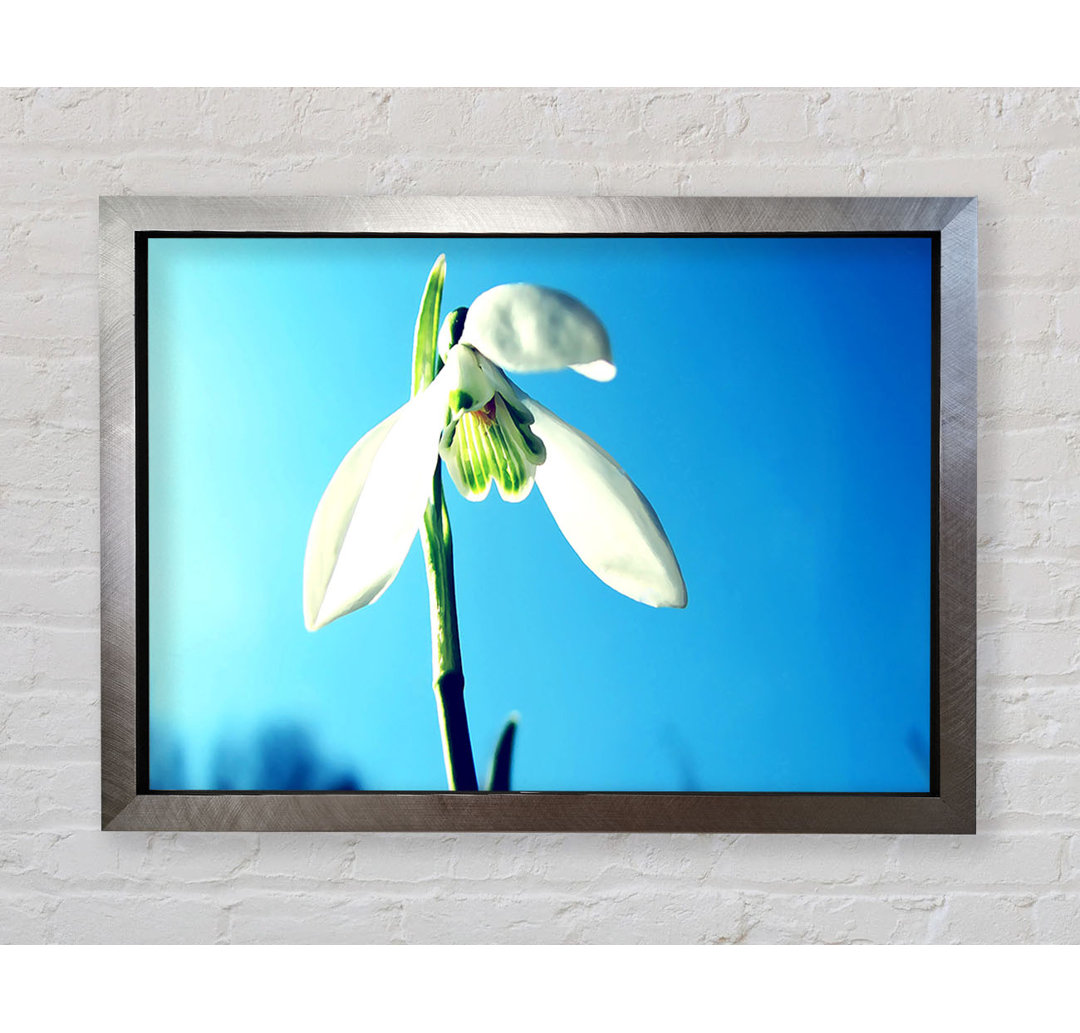 Gerahmtes Wandbild Snowdrop Spring