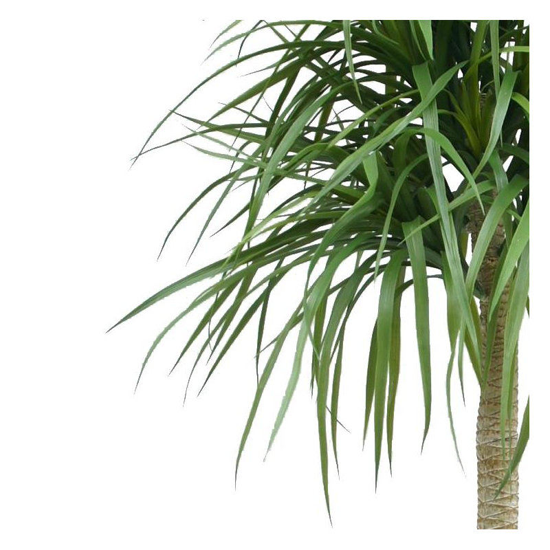 Annistyn Faux Dracaena Tree in Pot, 180 cm x 60 cm