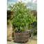 Nellie Weather Resistant Planter Feet