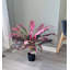Cordyline en pot Real Touch-1056295471-960357734