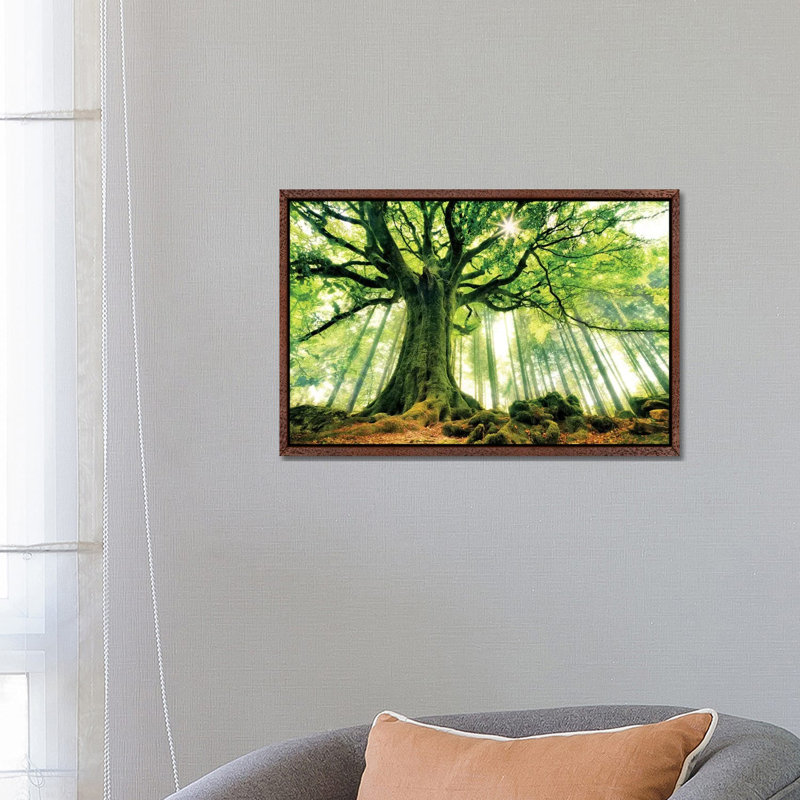 Ponthus' Beech by Christophe Kiciak - No Frame Print on Plastic / Acrylic, 66.04 cm H x 45.72 cm W, Brown Floater Framed