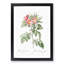 Pasture Rose in Pink by Pierre-Joseph Redoute - Picture Frame Painting Print-55578164-55578165
