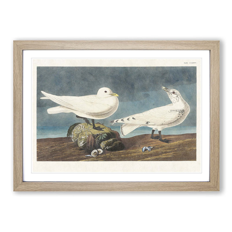 Ivory Gull by John Audubon - Picture Frame Painting Print, 48cm H x 65cm W x 2cm D, Oak Framed