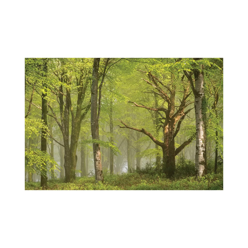 Beautiful Forest by Adam Burton - Wrapped Canvas Gallery-Wrapped Canvas Giclée, 20.32 cm H x 30.48 cm W