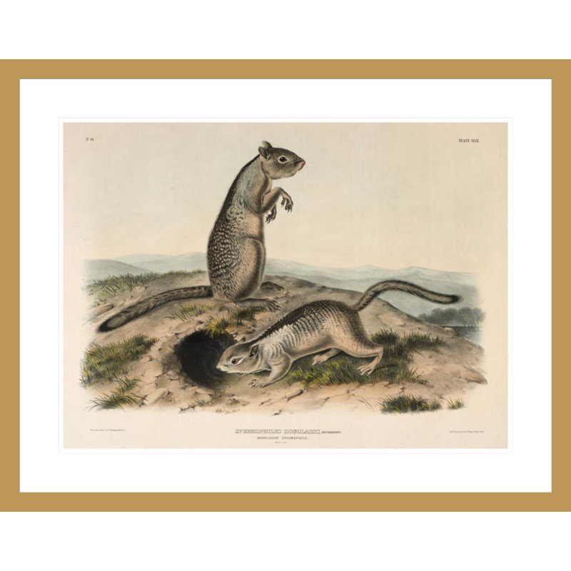 «Spermophile (Spermophillus douglassii)» par John James Audubon, H 23,37 po x l 29,5 po