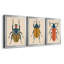 «Beetle Bug I», ensemble de 3 impressions sur toile encadrées-967737296-967737299