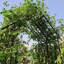 Arche de jardin en métal avec arches de jardin réglables l 68,11 po x l 94,29 po