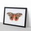 Automeris Moth by George Shaw - Framed Print-55457033-55457035