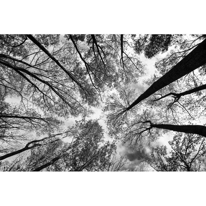 «Look Up I BW», H 12 po x l 18 po x P 1,25 po