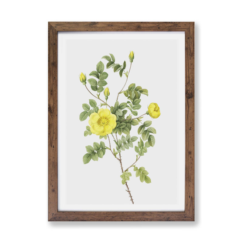Sweetbriar Rose in Yellow by Pierre-Joseph Redoute - Framed Print, Walnut, 45cm H x 63cm W x 2cm D