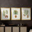 Pommes de pin antiques I - impression encadrée sur mesure de qualité supérieure mate - 3 pièces-622024815-622024803