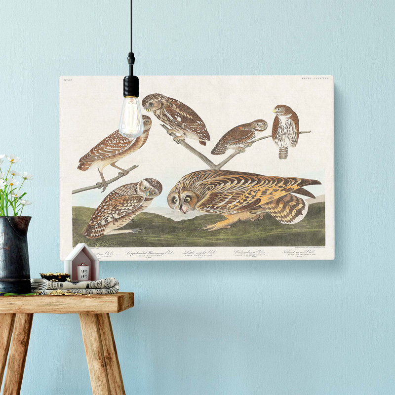 Selection Of Owls by John Audubon - Wrapped Canvas Painting, 35cm H x 50cm W x 3cm D