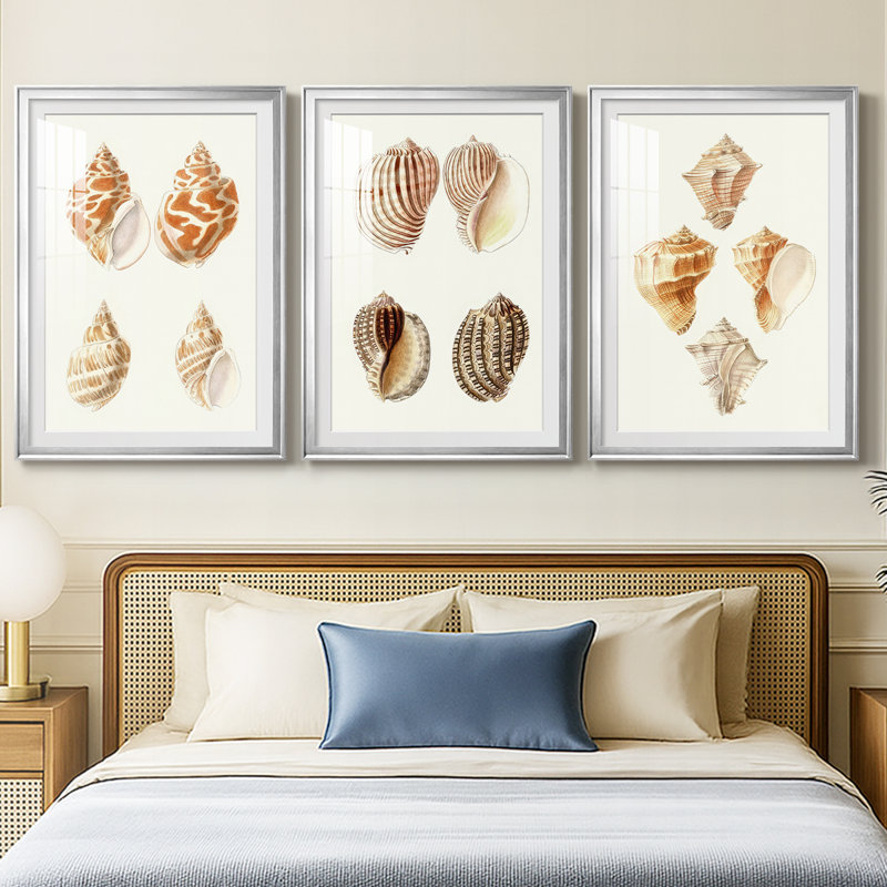 Lamarck Shells IV - reproduction encadrée sur mesure de qualité supérieure mate - 3 pièces, Argent argent, H 21 po x l 30 po