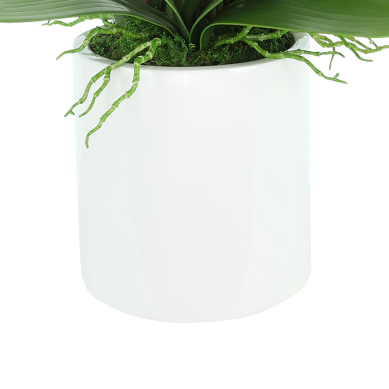 Orchids Arranged in Fiberstone Planter, Pink