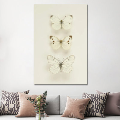 Three Butterflies by Alyson Fennell - Wrapped Canvas Print