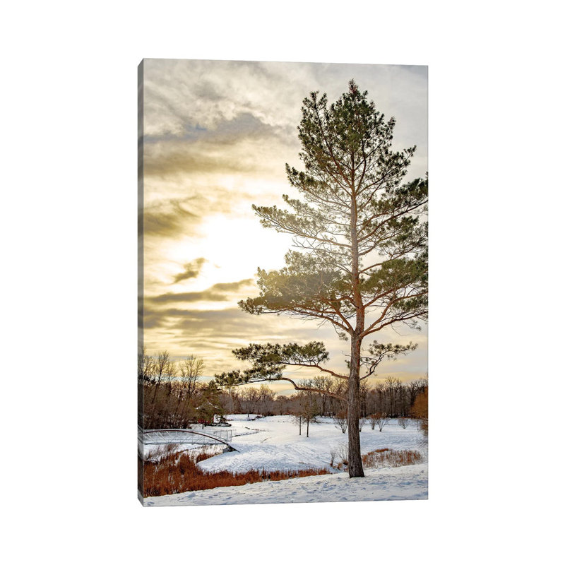 Pine Covered By Light by Nik Rave - Wrapped Canvas Print, 20.32 cm H x 30.48 cm W