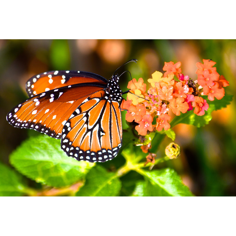 Photographie de monarque sur toile Derrald, H 12 po x l 18 po