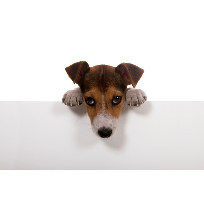 Jack Russell by 101Cats, 24" H x 36" W