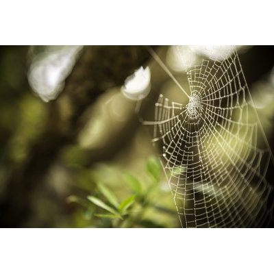 The Spider Web by Gargolas